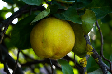 quinces in the lid on a beautiful autumn day.