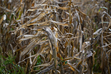 maize. field of corn affected by drought. dry corn.