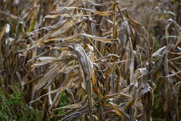 Fototapeten maize. field of corn affected by drought. dry corn. © samy