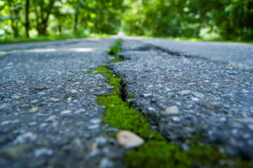 crack in the sidewalk of a park. alley in the park with cracks. detail. photo during the day.