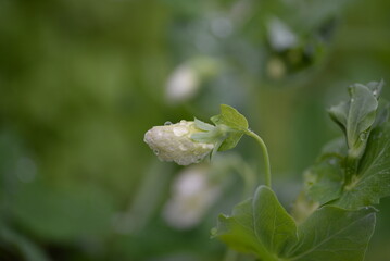 green young peas, pea leaves, white flowers of the legume family, after rain close-up on the background of black earth, Ukrainian land, autumn harvest, green pea mustache, organic, microgreen