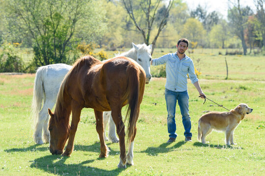 man with dog on lead petting horses in the field