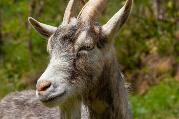 Grey goat portrait on grass background. Horned goat grazing on a green meadow, rural scene