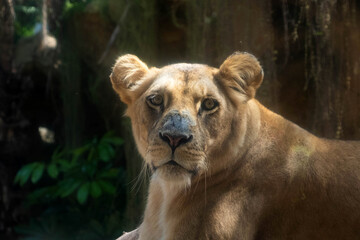 female lion or lioness portrait