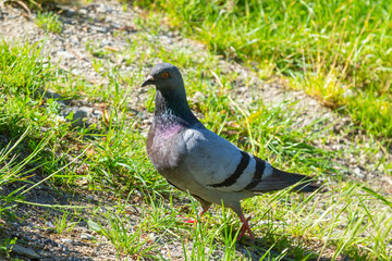 Pigeon on grass. Poultry and plants. City pigeon in park. One bird