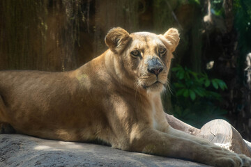 female lion or lioness portrait