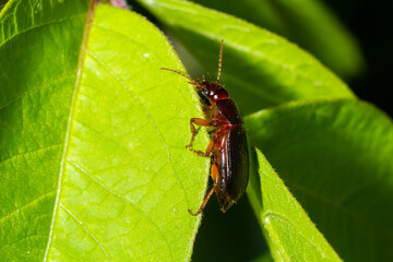 copper colored ground beetle on grass in a natural environment. summer, dream day