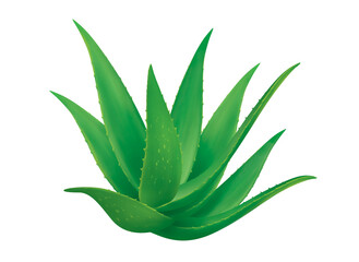 Aloe, isolated on white background