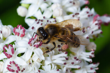 Bee Gathering Pollen from a White Flower on a Summer Day. close up