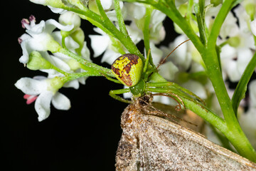 Goldenrod Crab Spider Misumena vatia on a flower. Close up of yellow flower crab spider Misumena vatia. Misumena vatia is a species of crab spider with holarctic distribution