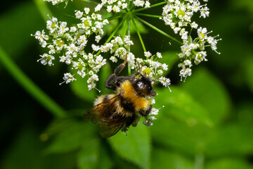 A macro shot of a bumblebee collecting pollen from a Chaerophyllum flower