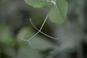 green young peas, pea leaves, white flowers of the legume family, after rain close-up on the background of black earth, Ukrainian land, autumn harvest, green pea mustache, organic, microgreen