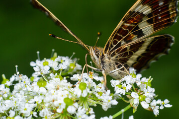 Top view close-up on the wings of the Map butterfly, araschnia levana, in summer outfit. The map two annual broods look very different. This summer brood are black with white markings