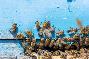 swarm of honey bees flying around beehive. Bees returning from collecting honey fly back to the hive. Honey bees on home apiary, apiculture concept