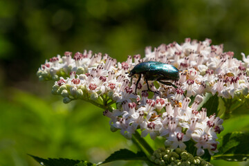 Green rose chafer Cetonia aurata on danewort Sambucus ebulus flowers. Image with local focusing