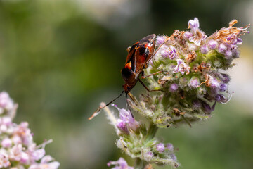Closeup on a small Mirid bug, Deraeocoris ruber , hanging on a green leaf in the garden