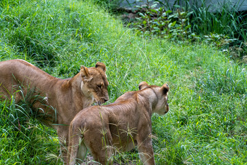 Panthera leo, two lionesses playing in the grass, while biting and hugging each other with their claws, zoo, mexico