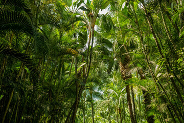 Obraz na płótnie Canvas palm trees, jungle landscape,
