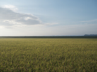 Obraz premium 美しい朝の田園風景