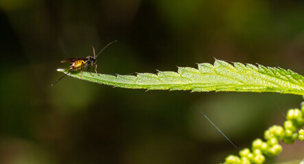 Adult Ichneumonid Wasp of the Superfamily Ichneumonoidea