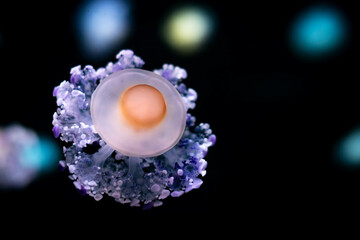 Jellyfish Ccotylorhiza Tuberculata or fried egg jellyfish © hanohiki