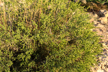 Thymelaea Hirsuta plant in the mountain in Spain