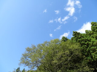 青空と森