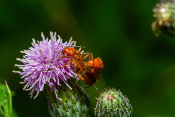 The common red soldier beetles on the blooming purple flower of spear thistle Cirsium vulgare Close-up of Rhagonycha fulva reproducing during spring. Selective focus with blurred background