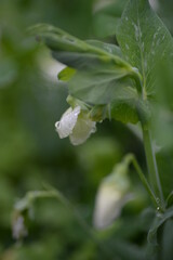 green young peas, pea leaves, white flowers of the legume family, after rain close-up on the background of black earth, Ukrainian land, autumn harvest, green pea mustache, organic, microgreen