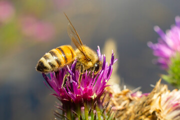 Bee on lesser burdock bud close-up view with selective focus on foreground
