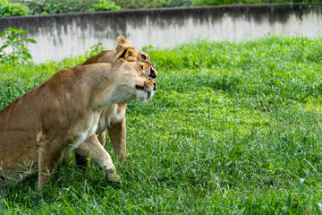 Panthera leo, two lionesses playing in the grass, while biting and hugging each other with their claws, zoo, mexico