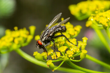 Common flesh fly sitting on a meadow flower. European species Sarcophaga carnaria