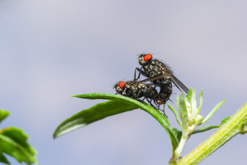 Macro of common flesh flies Sarcophaga carnaria mating on a green leaf
