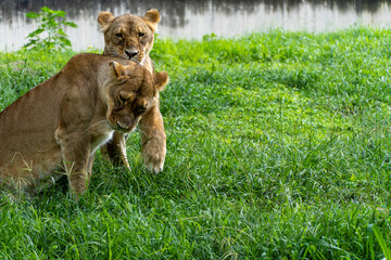 Panthera leo, two lionesses playing in the grass, while biting and hugging each other with their claws, zoo, mexico