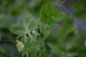 green young peas, pea leaves, white flowers of the legume family, after rain close-up on the background of black earth, Ukrainian land, autumn harvest, green pea mustache, organic, microgreen