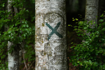 Tree in forest marked with X symbol on it as a sign to be cut. Deforestation as global danger for the environment.