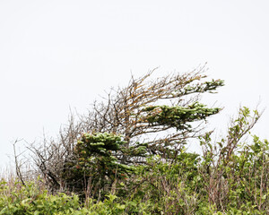 A deformed spruce tree, tuckamore, caused by strong ocean winds are a common sight in coastal...