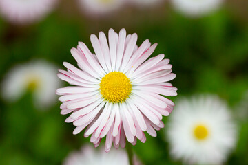 Fototapeta premium Natural background with blossoming daisies bellis perennis . Soft focus