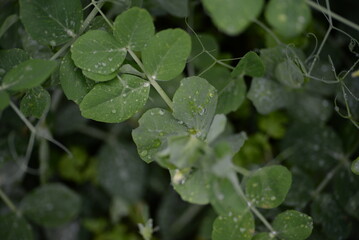 green young peas, pea leaves, white flowers of the legume family, after rain close-up on the background of black earth, Ukrainian land, autumn harvest, green pea mustache, organic, microgreen