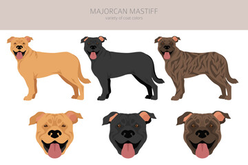 Majorcan Mastiff clipart. All coat colors set.  All dog breeds characteristics infographic