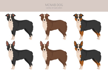 McNab dog clipart. All coat colors set.  All dog breeds characteristics infographic