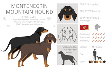 Montenegrin Mountain hound clipart. All coat colors set.  All dog breeds characteristics infographic - obrazy, fototapety, plakaty