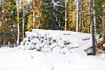 Trestle logs in the snow