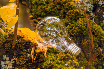 Old light bulb in a autumn forest