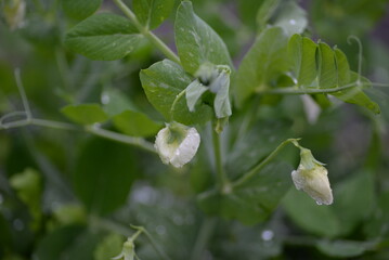 green young peas, pea leaves, white flowers of the legume family, after rain close-up on the background of black earth, Ukrainian land, autumn harvest, green pea mustache, organic, microgreen