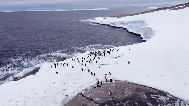 A Gentoo Penguin (Pygoscelis papua) walking in the snow on the Antarctic peninsula. Antarctica. 
