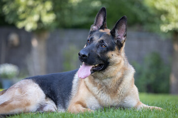 a german shepherd dog in a green field
