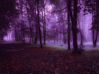 Mysterious woods in the morning mist. Autumn forest in thick fog in purple tones. Foggy mystical landscape.