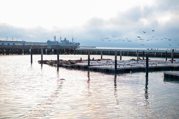 Obraz premium Fisherman's wharf in San Francisco with sea lions
