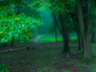 Fototapeta premium Morning forest in summer in thick fog. Dark gloomy woods, mysterious park.